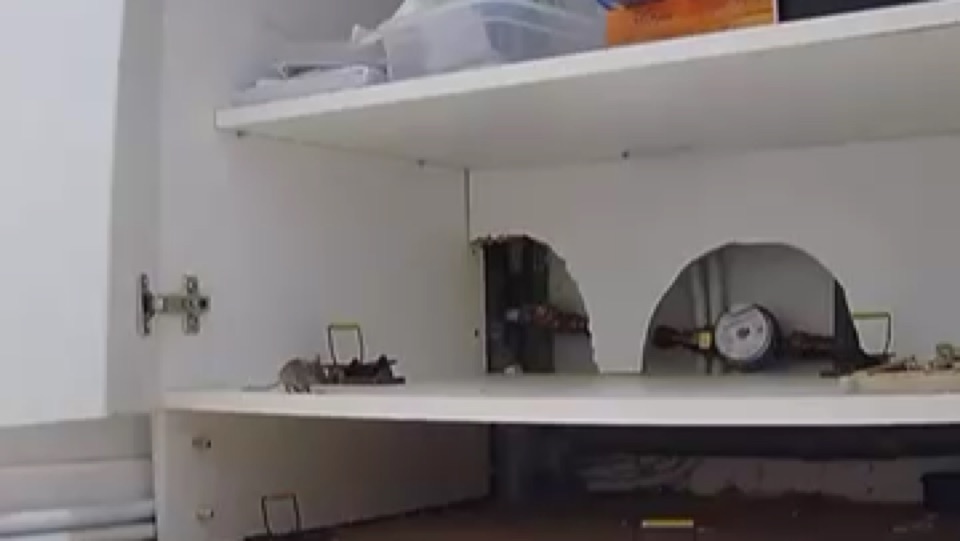 Souris et pièges mécaniques : pourquoi certaines arrivent-elles à prendre l’appât sans se faire capturer ? Souris approchant des pièges mécaniques pendant un suivi de dératisation Rikalia Safe